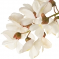 Acácia Branca em Fleur de Portofino