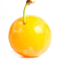 Ameixa Mirabelle em Scandal Absolu