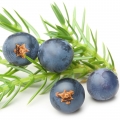 Bagas de Zimbro em L'Eau Bleue d'Issey Pour Homme
