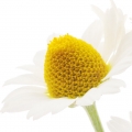 Camomila em Fleur du Mâle