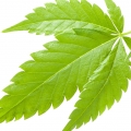 Cannabis em DesirToxic