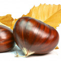 Castanha em Stronger With You