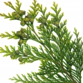 Cipreste em Menta e Alecrim