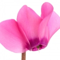 Cyclamen em Bouquet Lilas