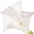 Datura em Chic 'n Glam Elixir