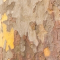 Ficus sycomorus em Man Eau Fraiche