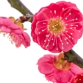 Flor de Ameixa em Plum Japonais