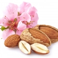 Flor de Amêndoa em Forever and Ever Dior