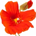 Flor de Chagas em L'Eau Bleue d'Issey Pour Homme