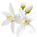 Flor de Laranjeira em Sakeena