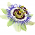 Flor de Maracujá em Atheeri
