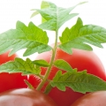 Folha de Tomate em CK IN2U for Him