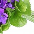 Folhas de Violeta em Citrus Brasilis