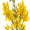 Giesta ou flor-de-tintureiro em Champaca Absolute