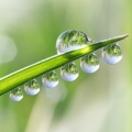 Gota de Orvalho em Atheeri