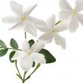 Hedione em Eau de Givenchy