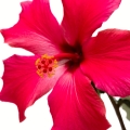 Hibisco em L'Instant de Guerlain pour Homme