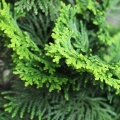 Madeira de Hinoki em Lavanda e Cedro