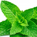 Hortelã em Menta e Alecrim