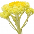 Immortelle em Plum Japonais