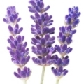 Lavanda em Bouquet Lilas
