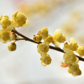 Litsea cubeba em Verbena Colônia