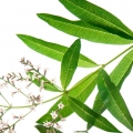 Verbena em Verbena Colônia