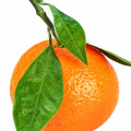 Mandarina em Sakeena