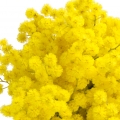 Mimosa em Nautica Voyage
