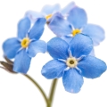 Myosotis em Dylan Blue Pour Femme