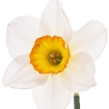 Narciso em Versense
