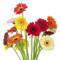 Flores em Rosendo Mateu Nº 2