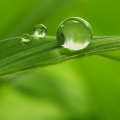 Folhas Verdes em Menta e Alecrim