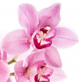 Orquídea em Champaca Absolute