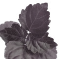 Patchouli Negro em Trou Noir