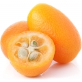Quincã em Citrus Brasilis