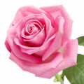 Rosa em Sakeena