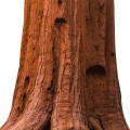 Sequoia em A*Men Pure Energy