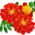 Tagetes em Black XS (2018)