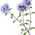 Tomilho em Lavanda e Cedro