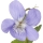 Violeta de Parma