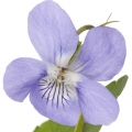 Violeta em Bouquet Lilas